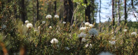 anne-nygard-bh6KRm4uOmU-unsplash